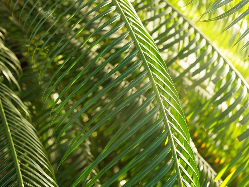 Jardins botaniques à Istanbul